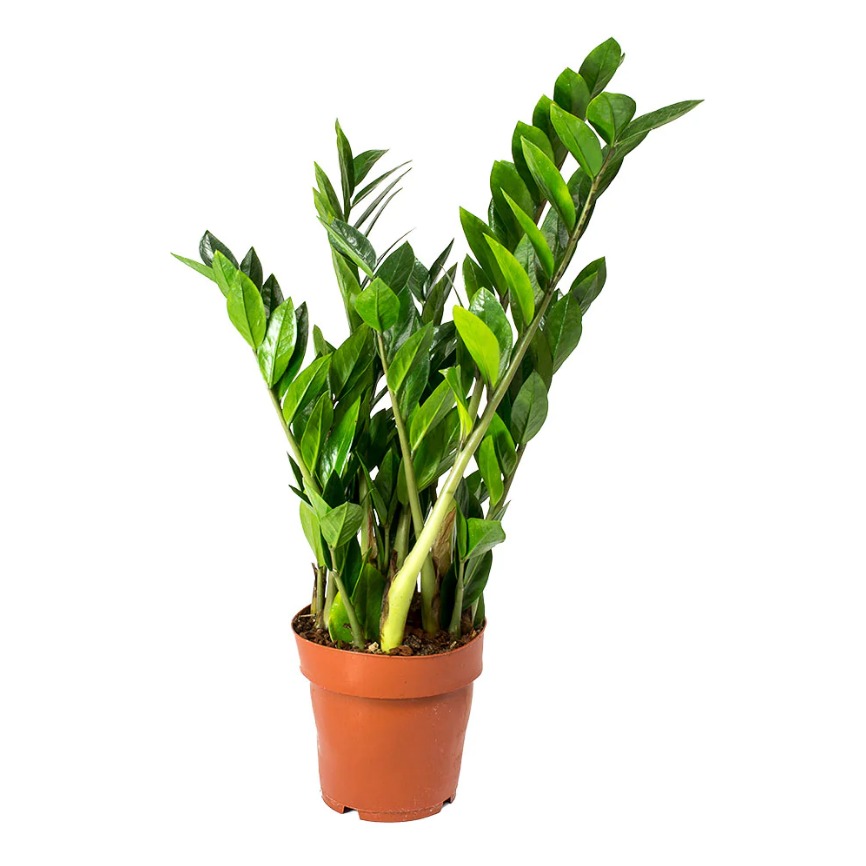 Zamioculcas 17